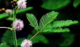 含羞草动漫,青春校园的奇幻冒险之旅